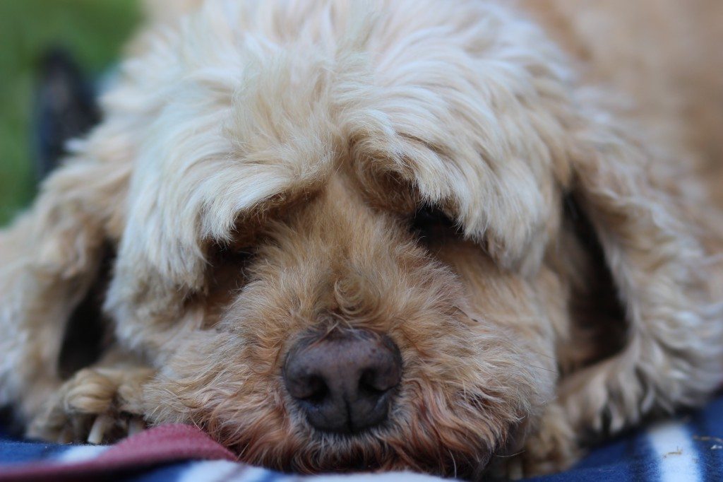 How Much Sleep Do We Need?
